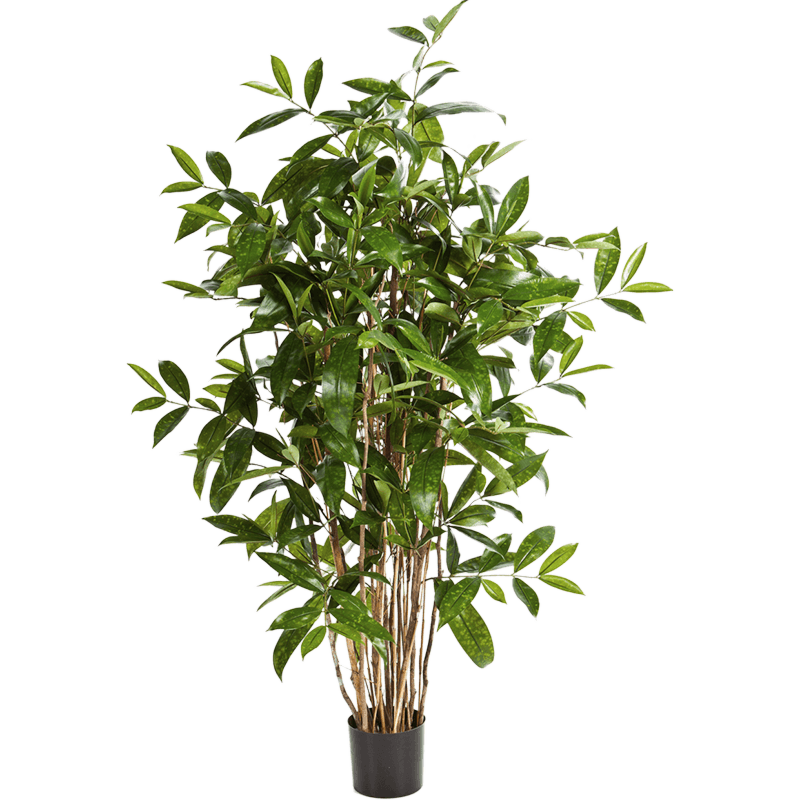 Dracaena Surculosa