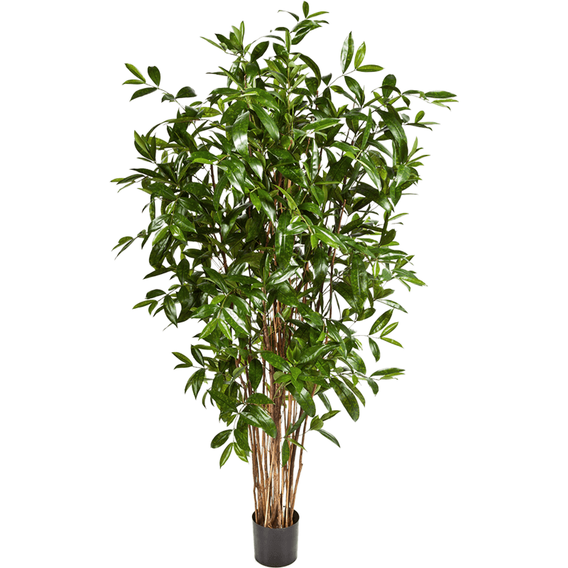 Dracaena Surculosa