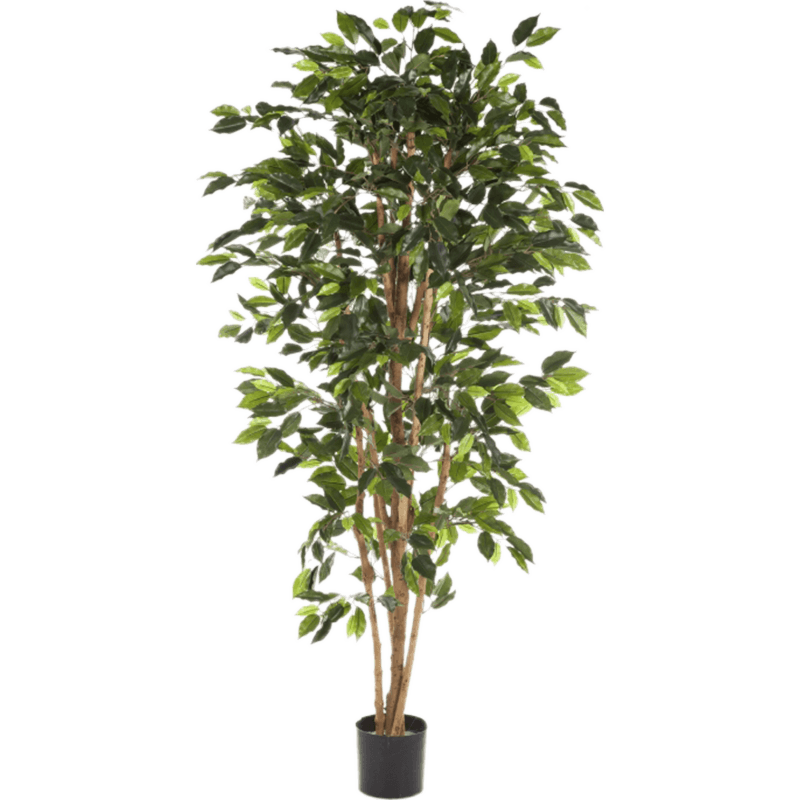 Ficus Nitida