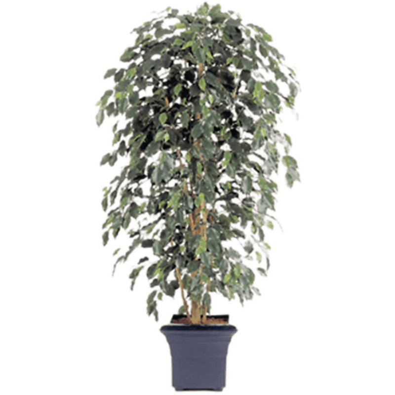 Ficus Nitida Exotica