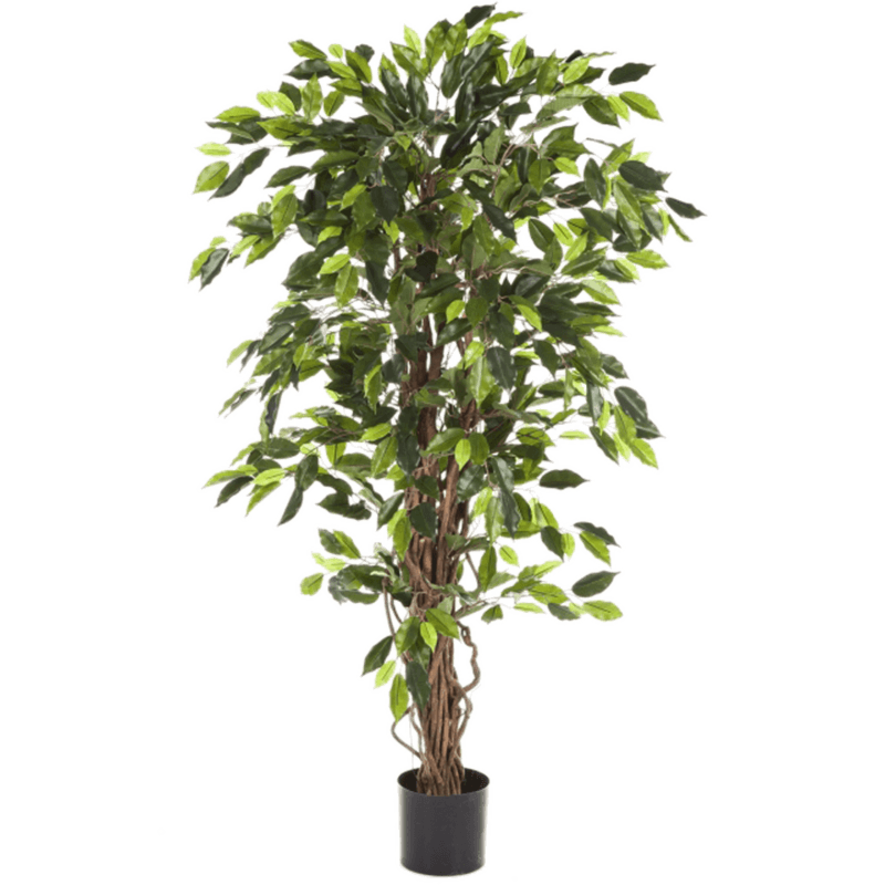 Ficus Liana