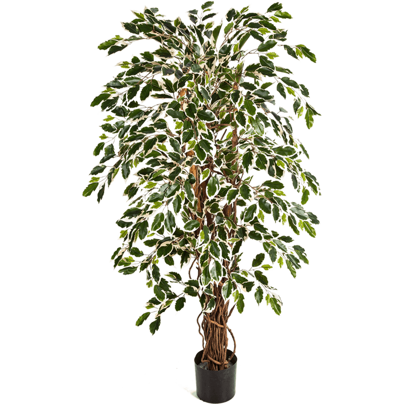 Ficus Liana bont