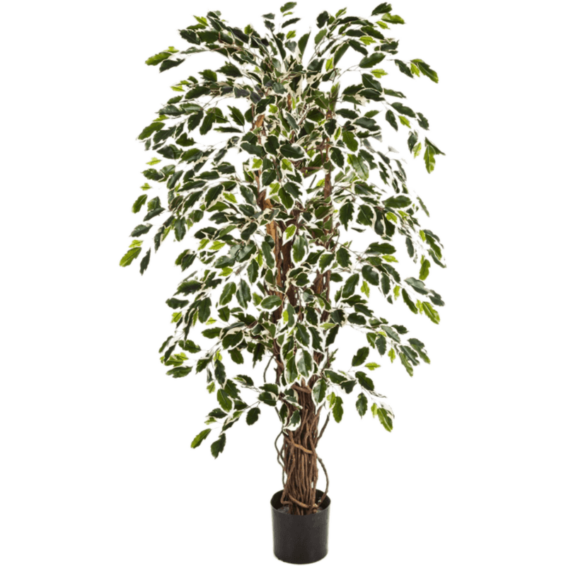 Ficus Liana bont