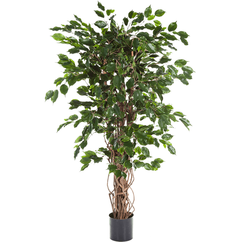 Ficus Liana Exotica