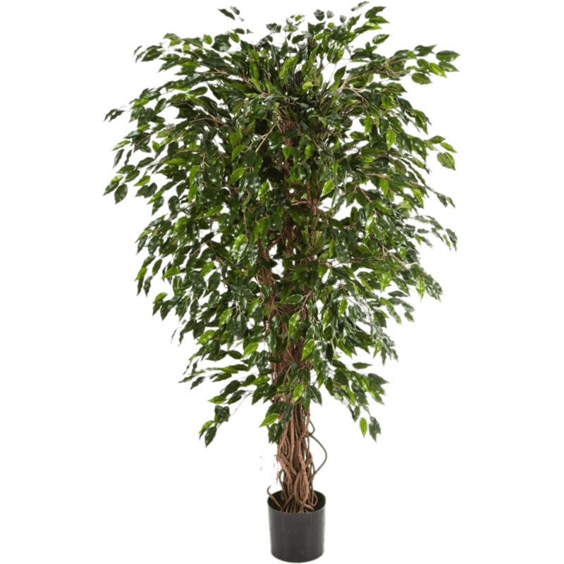 Ficus Hawaiiaanse Liana