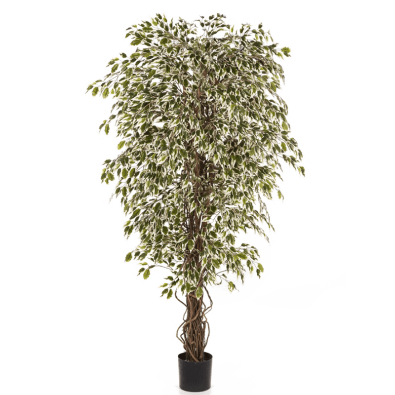 Ficus Hawaiiaanse Liana bont