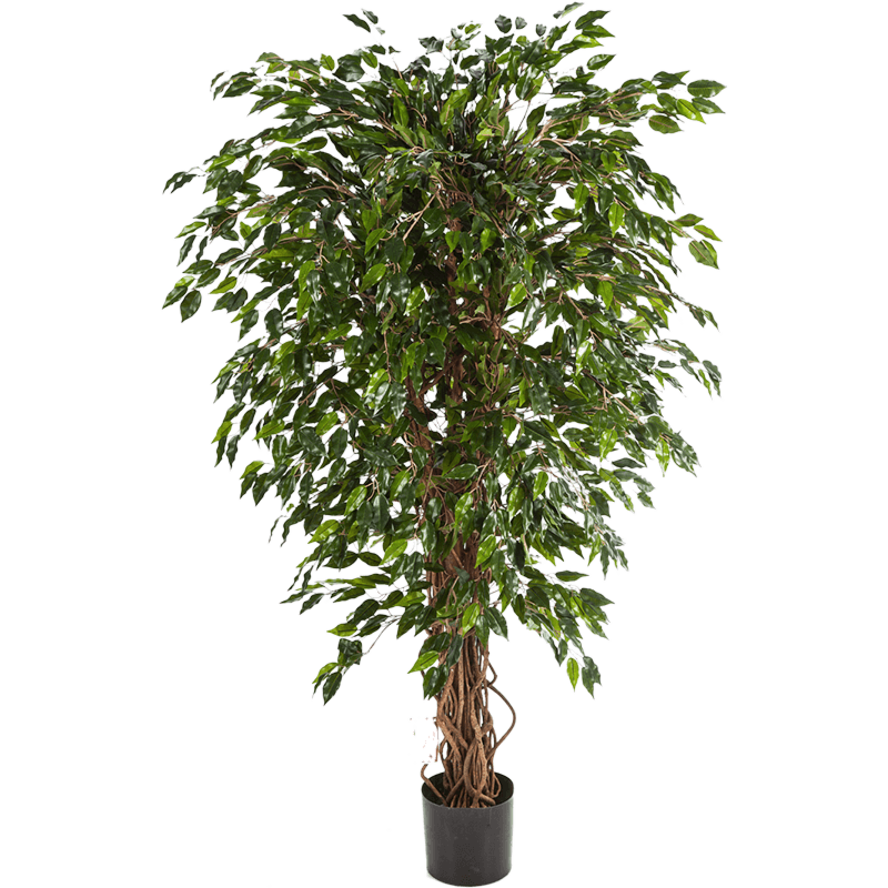 Ficus Hawaiiaanse Liana