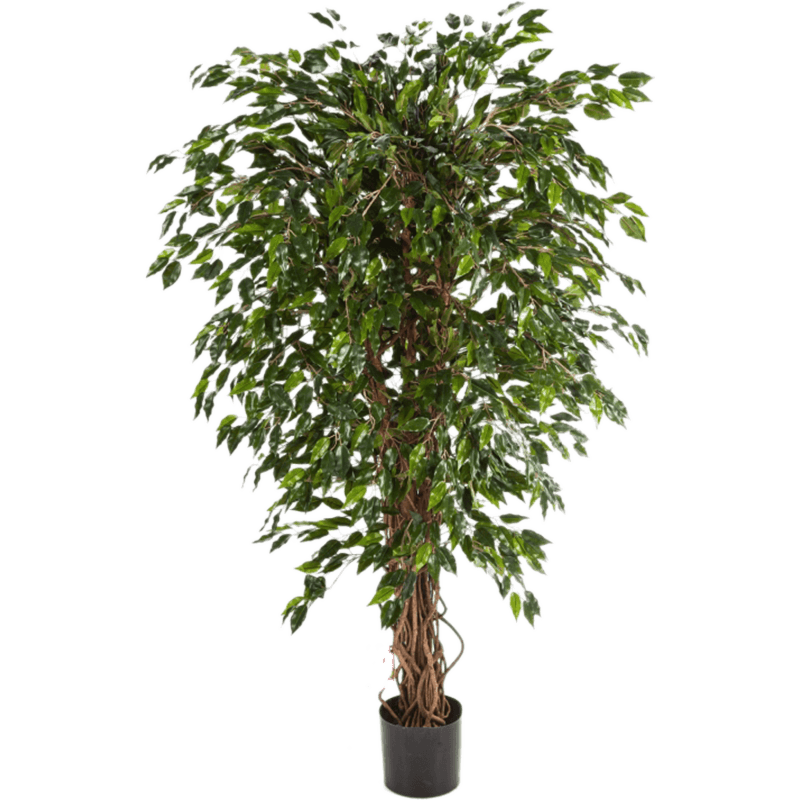 Ficus Hawaiiaanse Liana