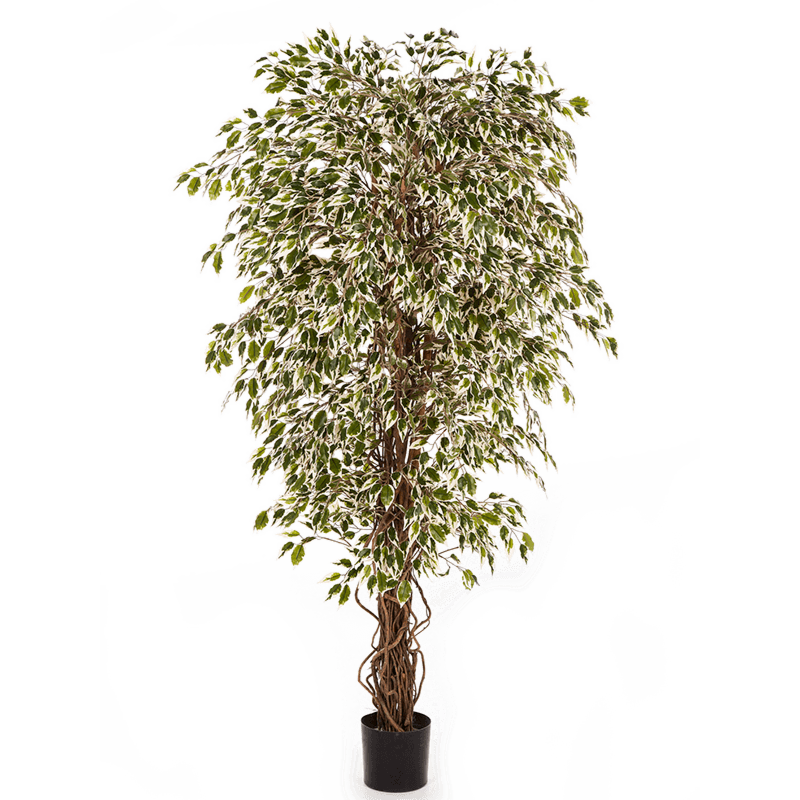 Ficus Hawaiiaanse Liana bont