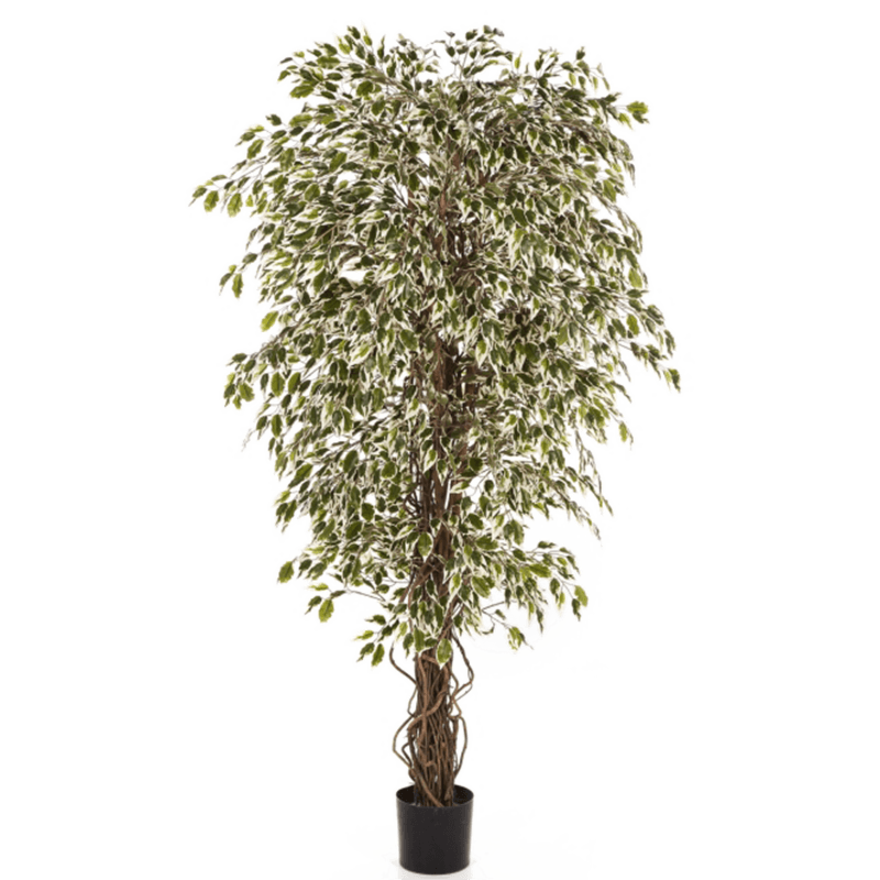 Ficus Hawaiiaanse Liana bont