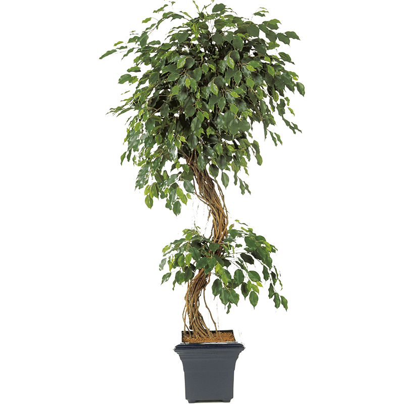 Ficus Exotica