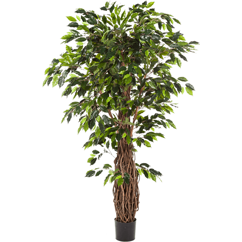 Ficus Liana