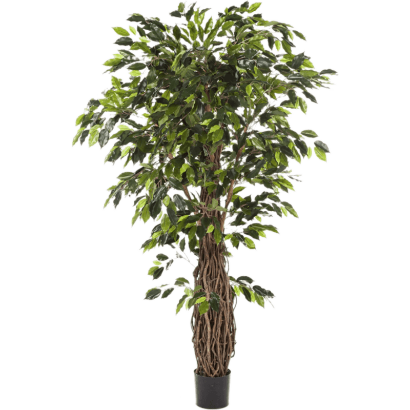 Ficus Liana