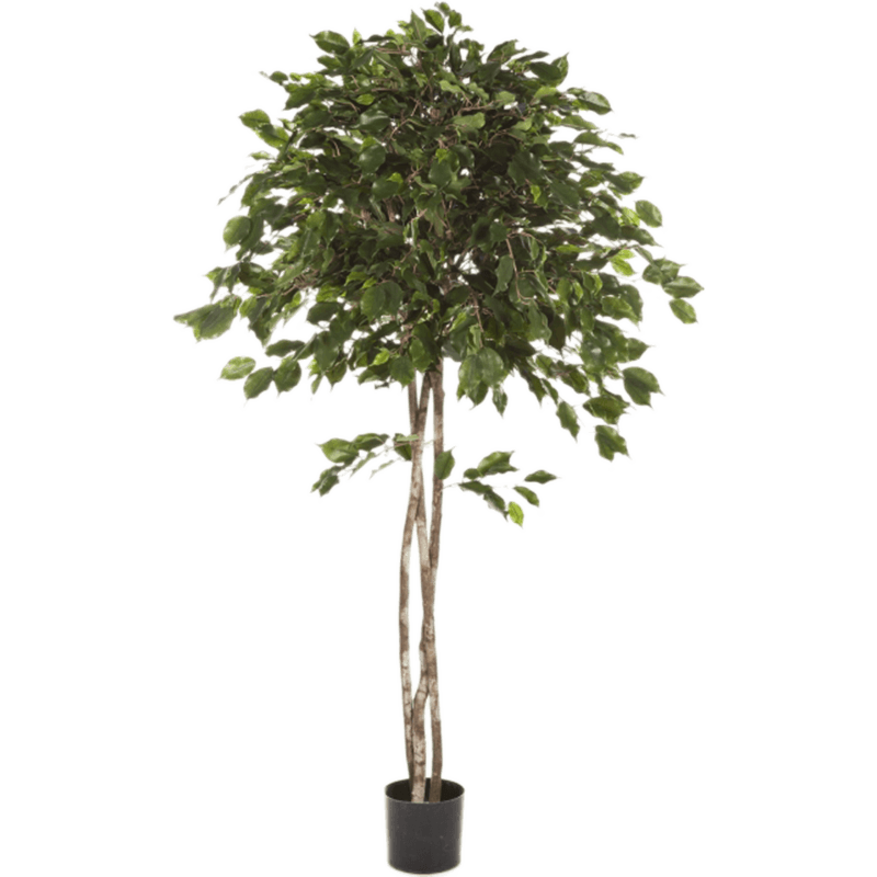 Ficus Exotica