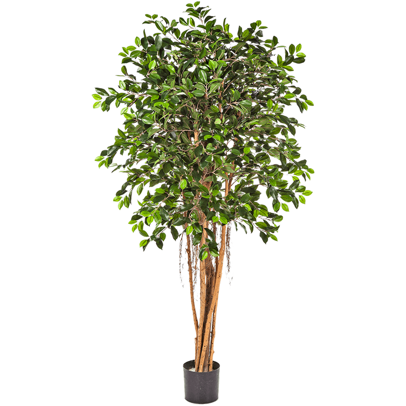 Ficus Retusa