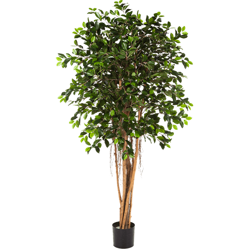 Ficus Retusa