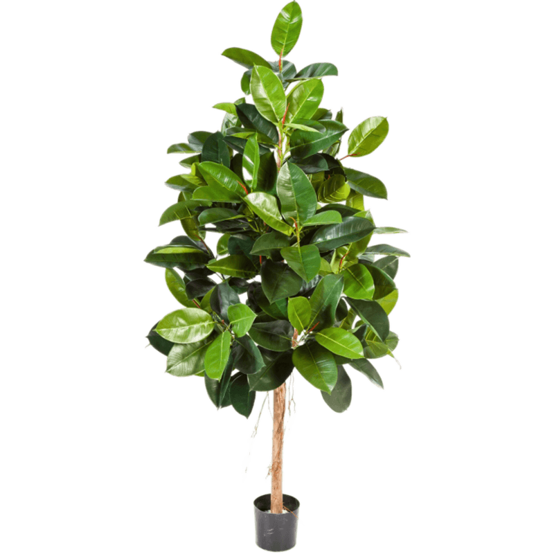 Rubberplant (Ficus Elastica)