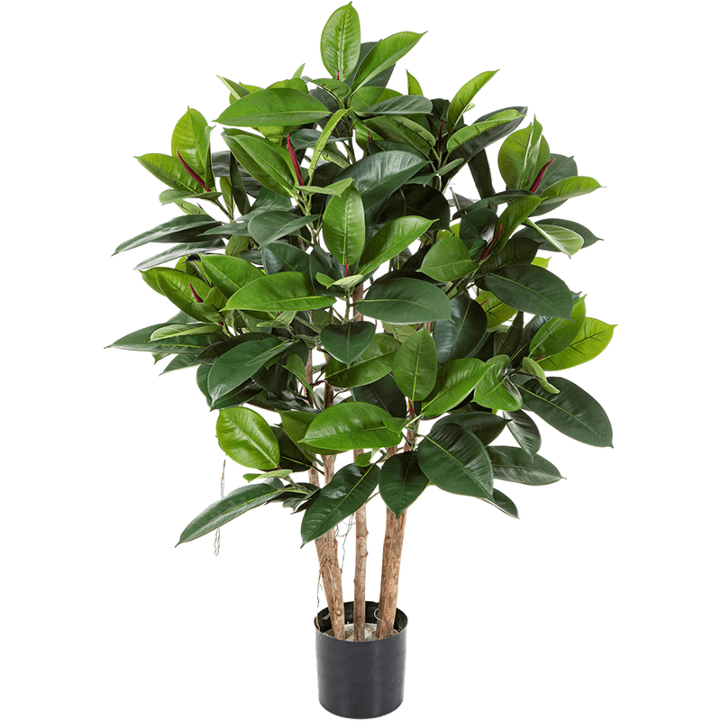 Rubberplant