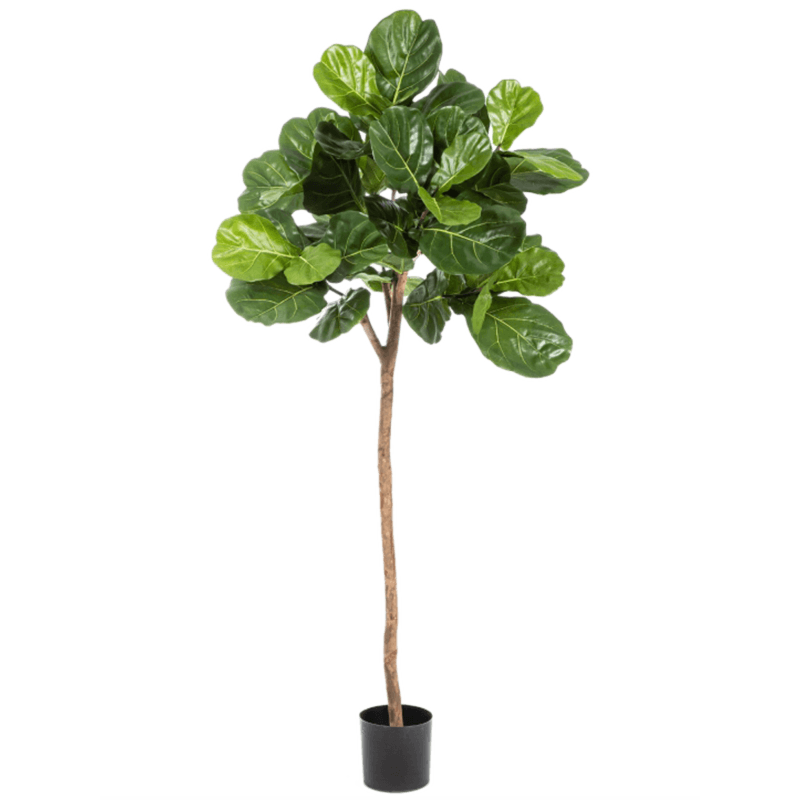 Vioolbladplant (Ficus Lyrata)
