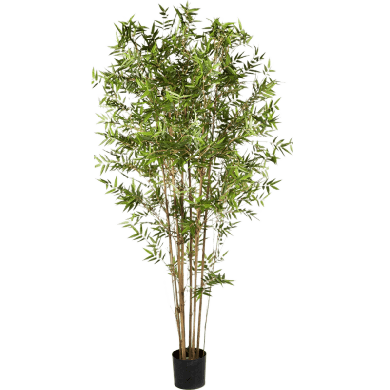 Oosterse Japanse Bamboe