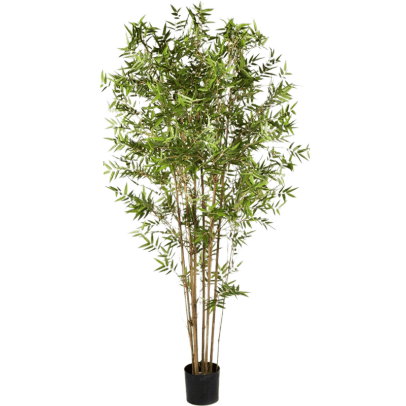 Oosterse Japanse Bamboe