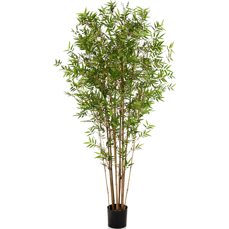 Oosterse Japanse Bamboe