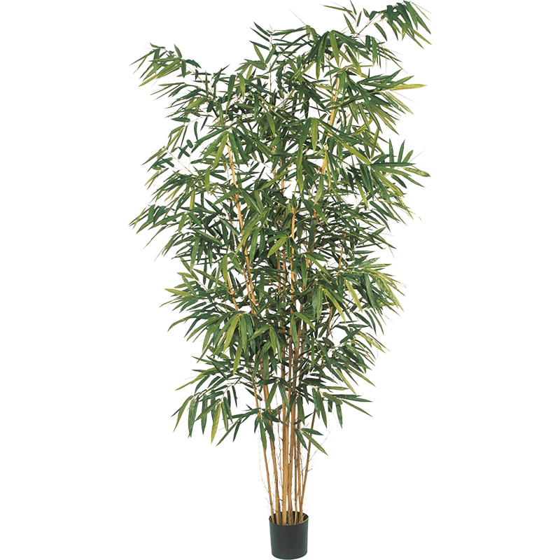 Bamboe met Grote Bladeren