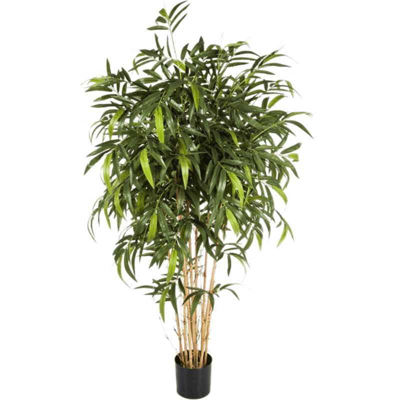 Nieuwe Natuurlijke Bamboe