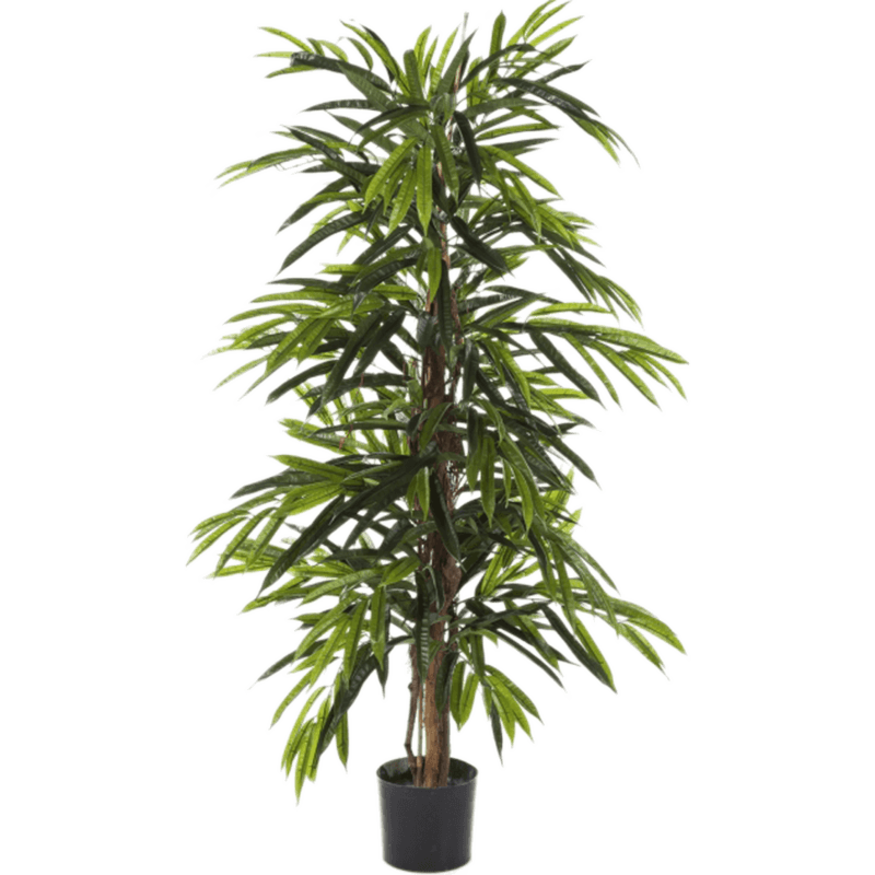 Ficus Alii