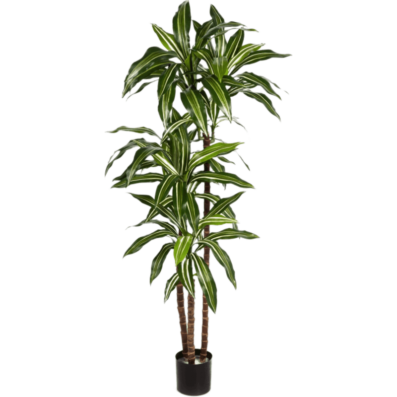 Dracaena Fragrans bont