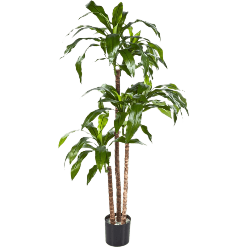Dracaena Fragrans