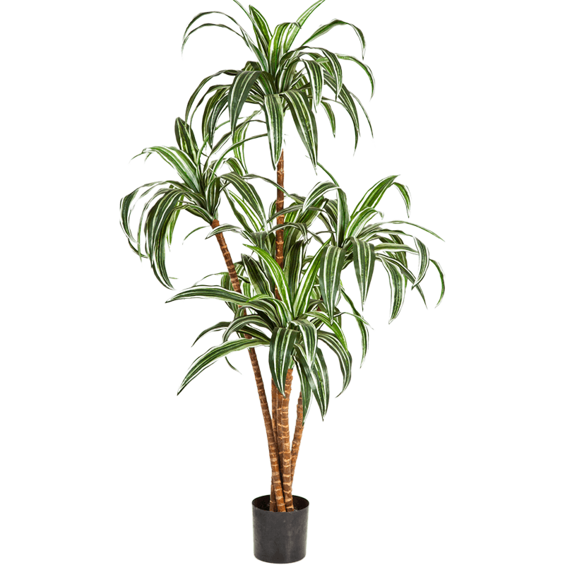 Dracaena