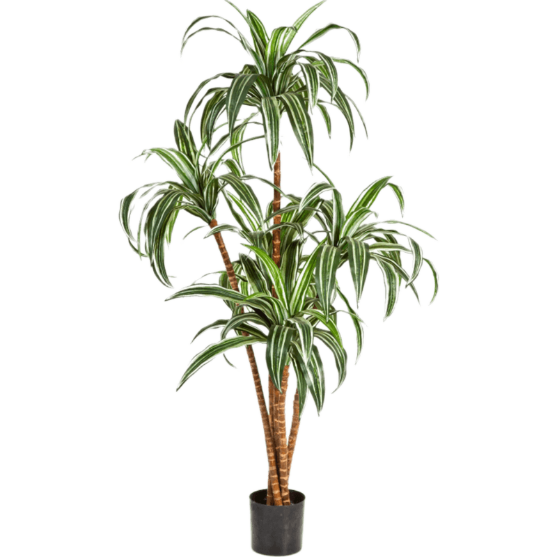 Dracaena