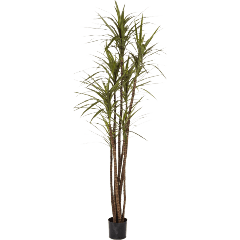 Dracaena Magenta