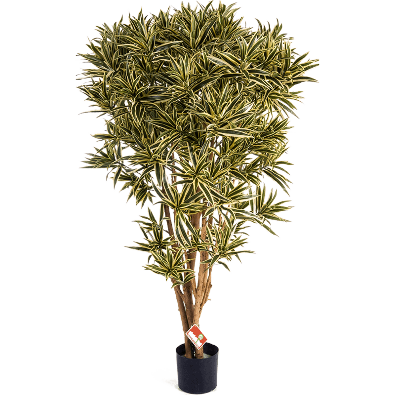 Dracaena Reflexa India
