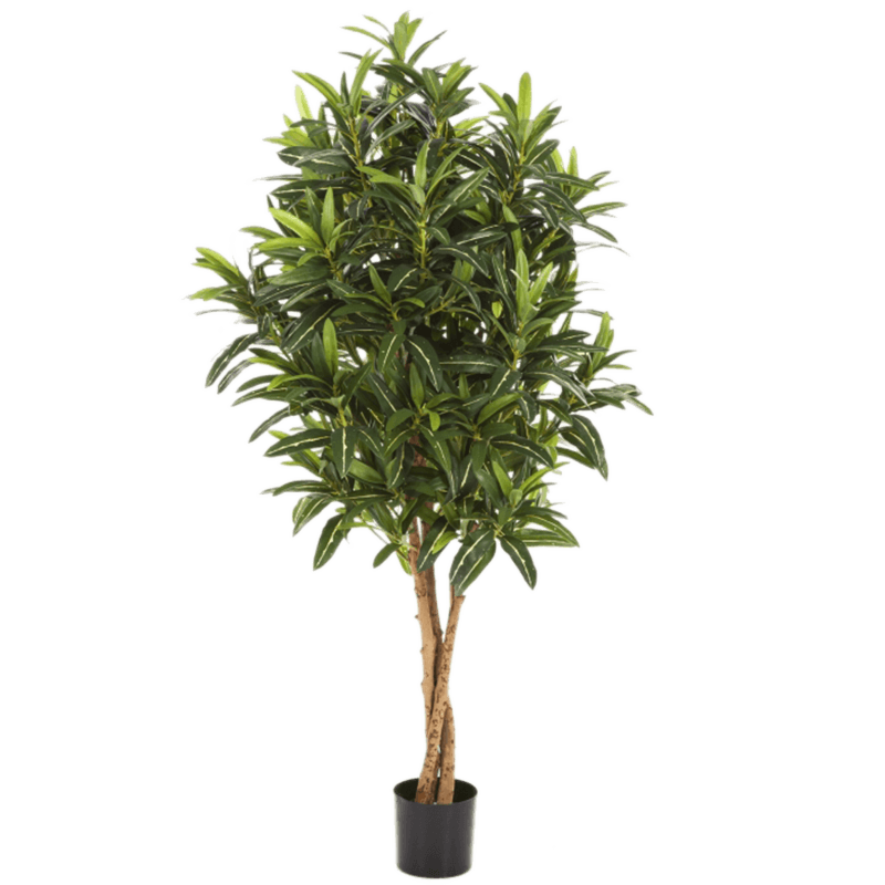 Croton Goldfinger