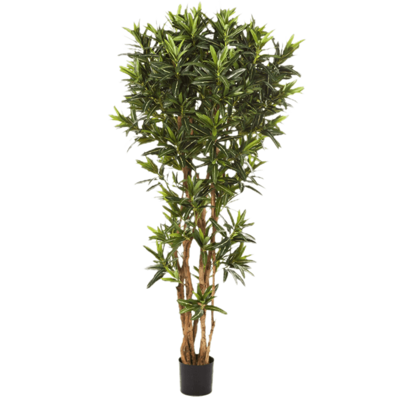 Croton Goldfinger Reflexa