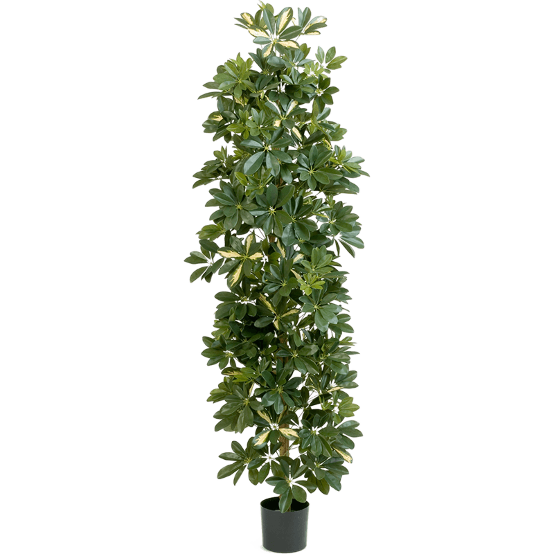 Schefflera bont