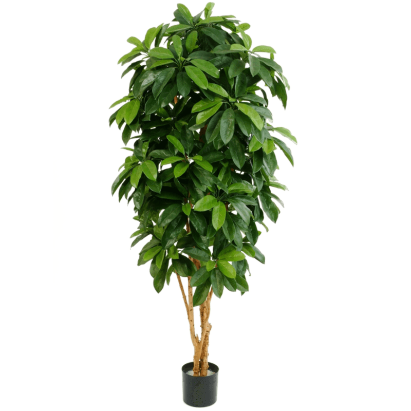 Schefflera