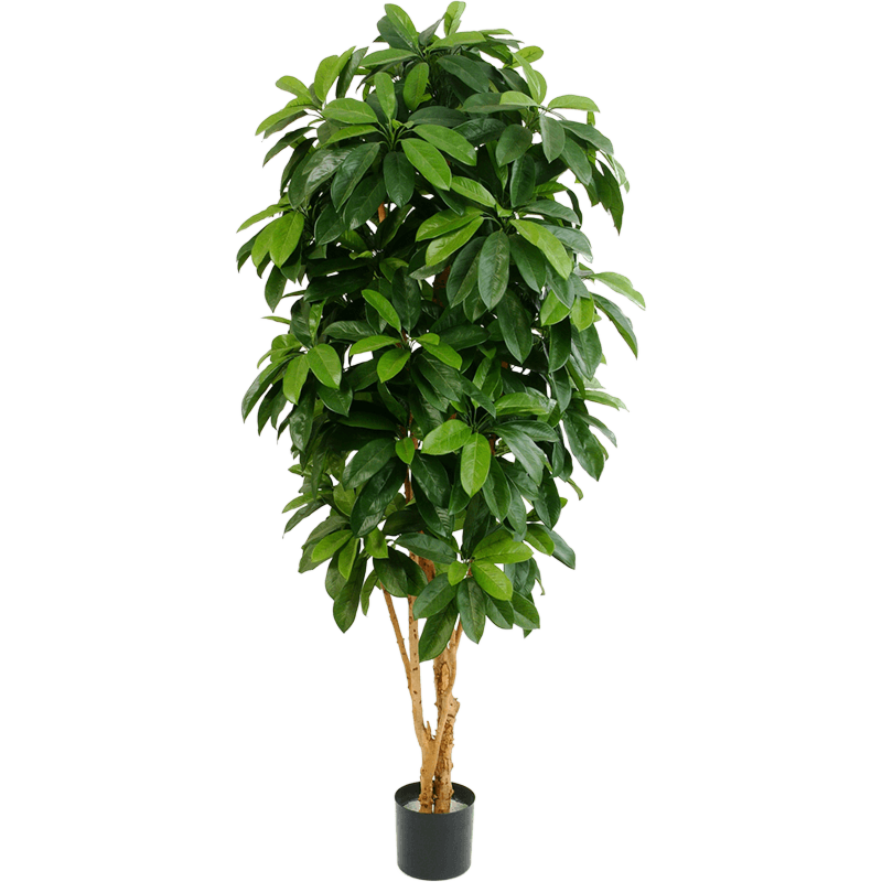Schefflera