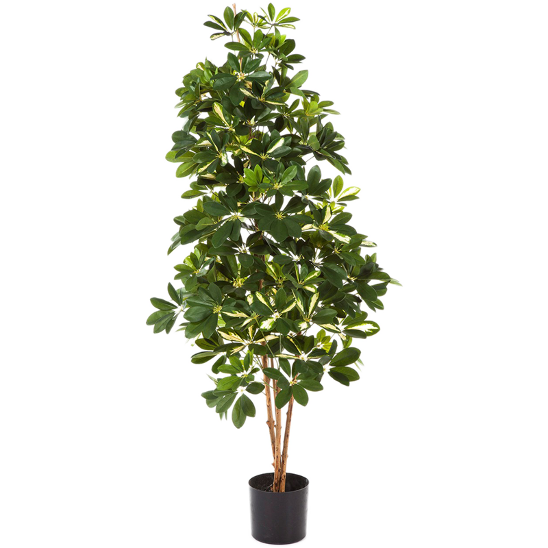 Bonte Schefflera