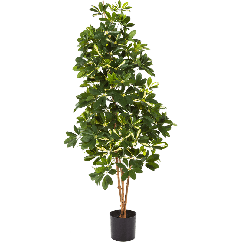 Schefflera bont