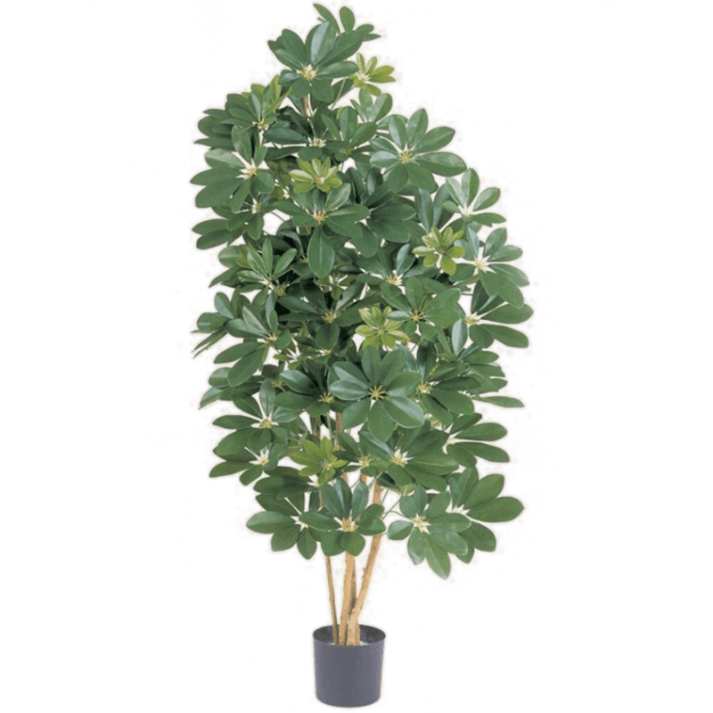 Schefflera