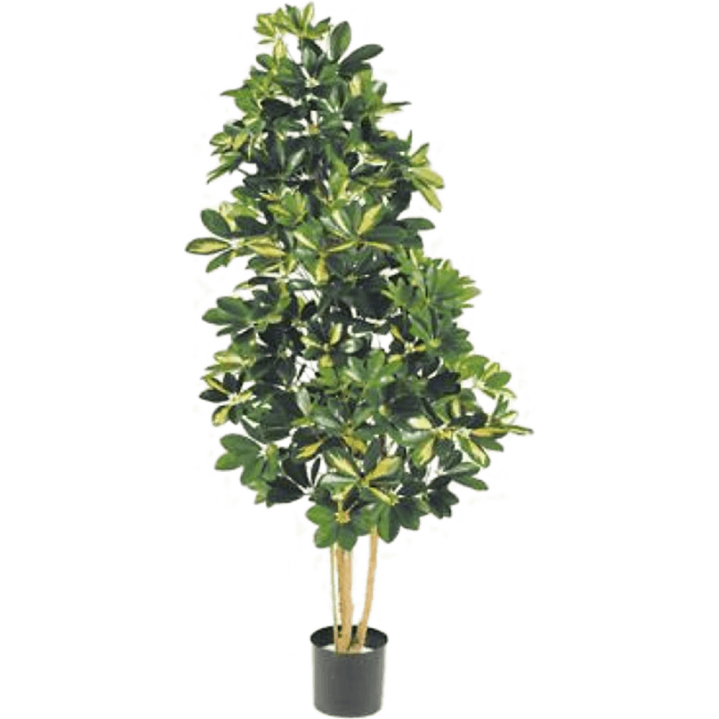 Bonte Schefflera