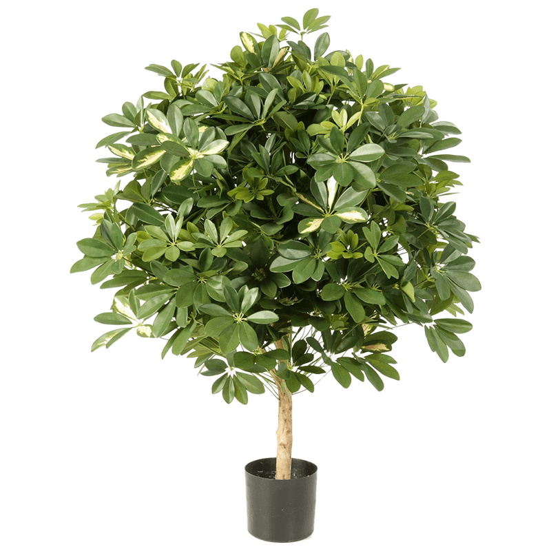 Schefflera bont