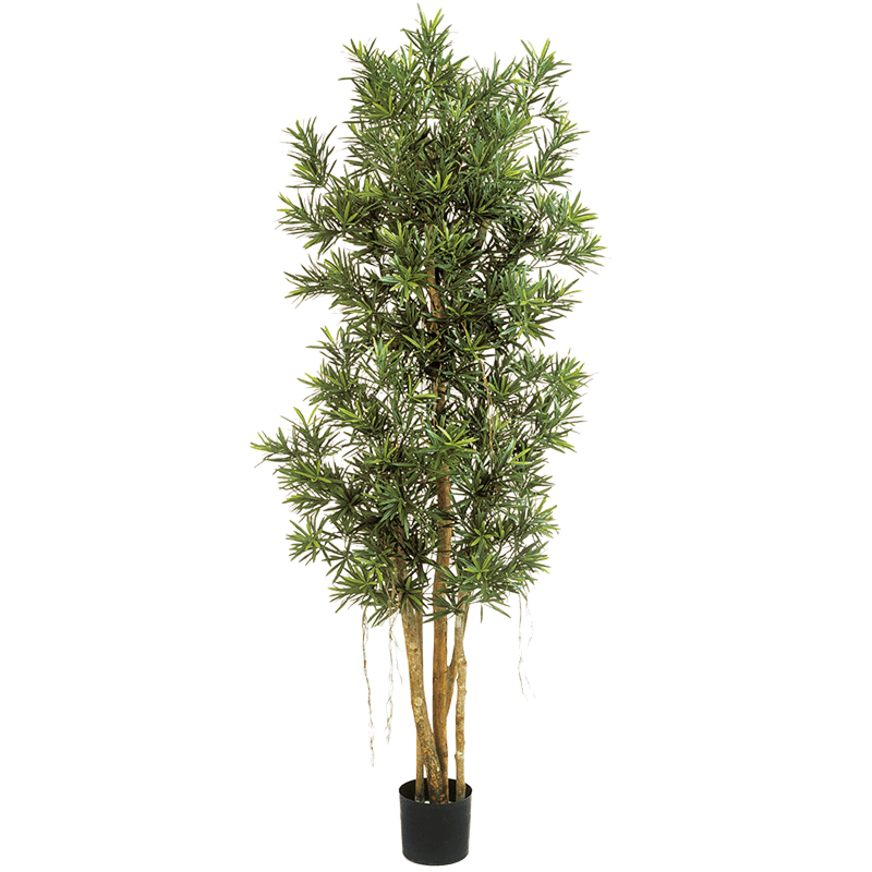 Podocarpus Reflexa