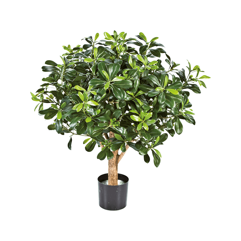Pittosporum