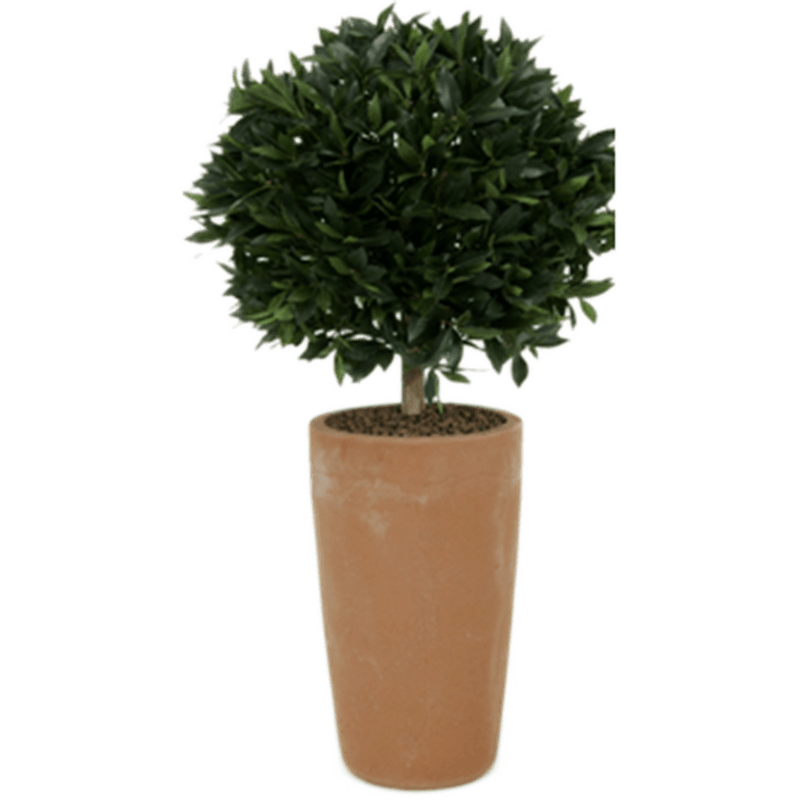 Laurier (Laurus Nobilis)