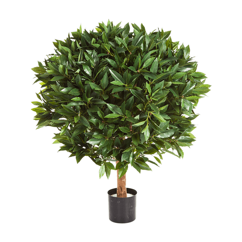 Laurier (Laurus Nobilis)
