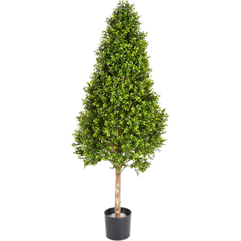 Buxus